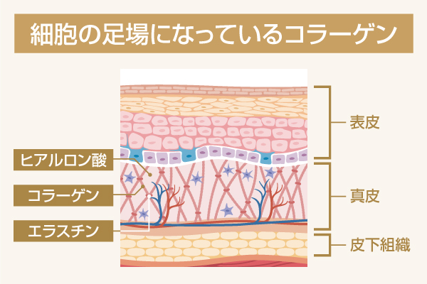 コラーゲンとは？